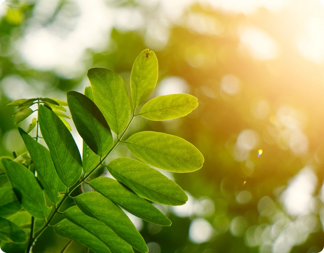 Tree & Plant Healthcare Services